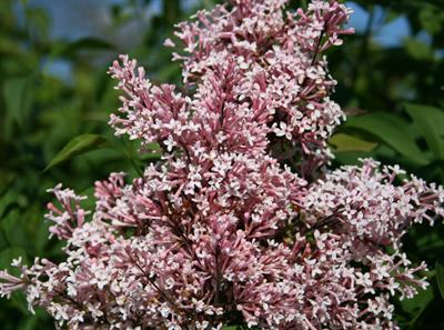Syringa microphlla